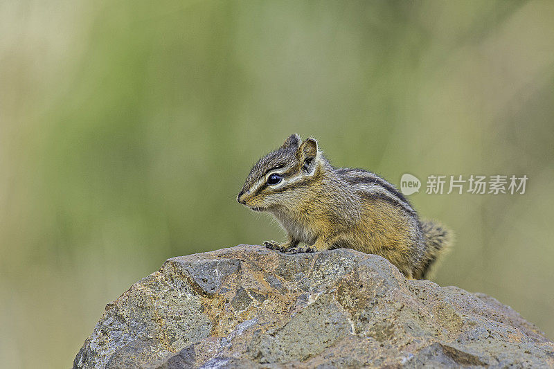 最小的花栗鼠(Neotamias minimus)是最小的花栗鼠种类。黄石国家公园。